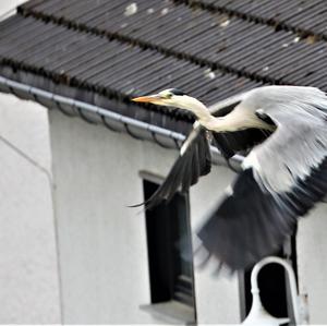 Grey Heron