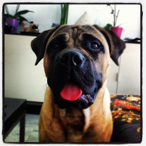 Bullmastiff