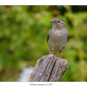 House Sparrow