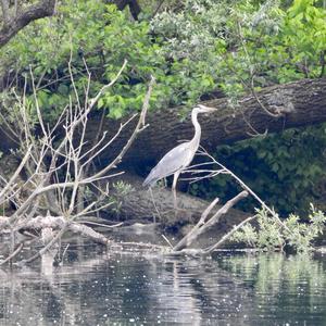 Grey Heron