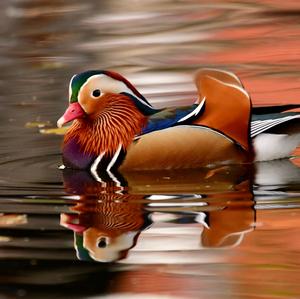 Mandarin Duck