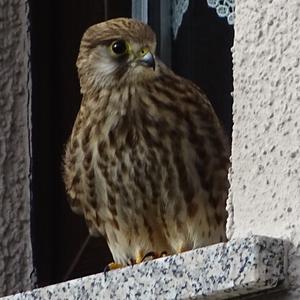 Common Kestrel