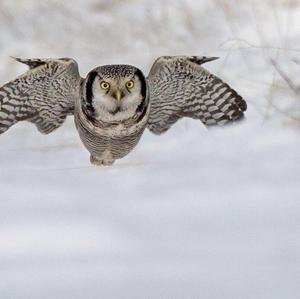 Northern Hawk Owl