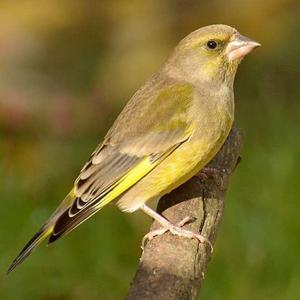 European Greenfinch