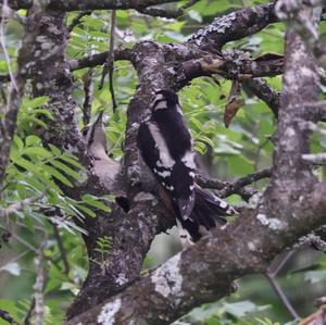 Great Spotted Woodpecker