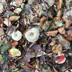 Anise-scented Clitocybe