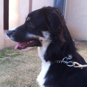 Unknown Breed