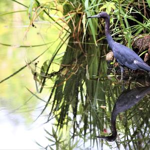 Little Blue Heron