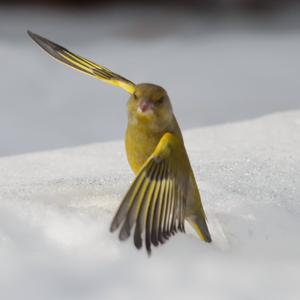 European Greenfinch