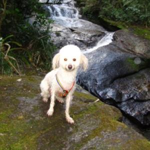 Unknown Breed