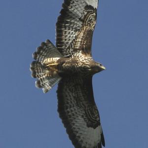 Common Buzzard