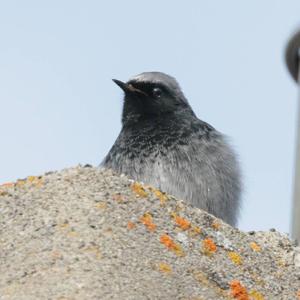 Black Redstart