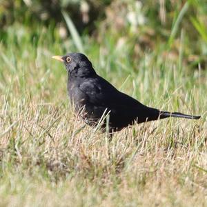 Eurasian Blackbird