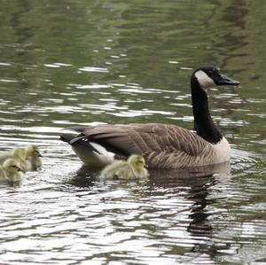 Canada Goose