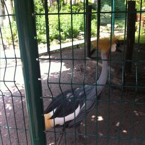 Grey Crowned-crane