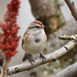 American Tree Sparrow