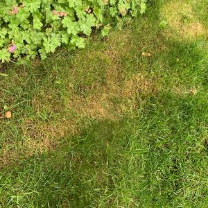 Fairy Ring Mushroom