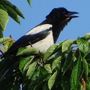 Black-billed Magpie