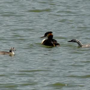 Great Crested Grebe