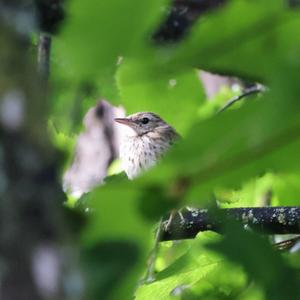 Tree Pipit