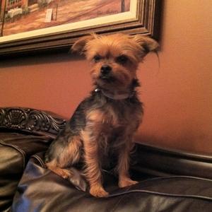 Yorkshire Terrier