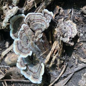 Turkey-tail