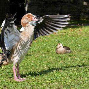 Nilgans