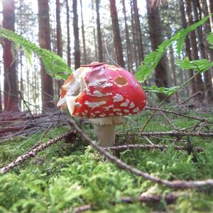 Fly Agaric