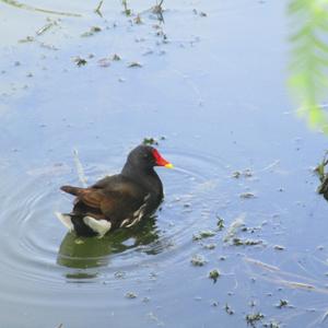 Common Moorhen