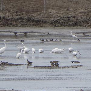 Eurasian Spoonbill