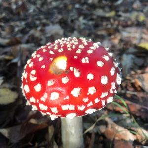 Fly Agaric