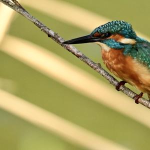 Common Kingfisher