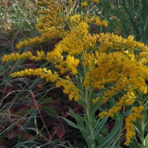 Canadien Goldenrod