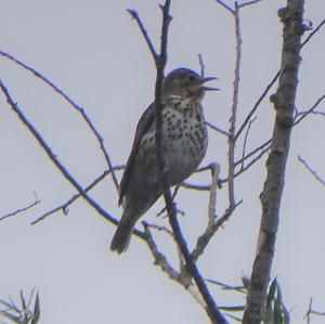 Song Thrush