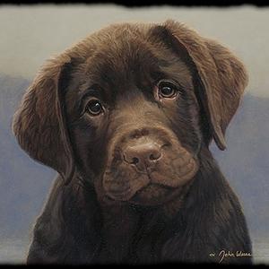 Retriever (Labrador)