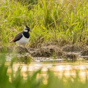 Northern Lapwing