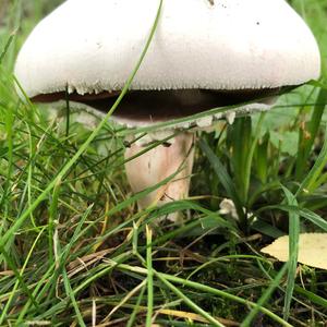 Horse Mushroom