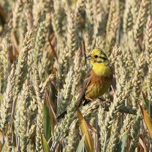 Yellowhammer