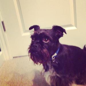 Affenpinscher