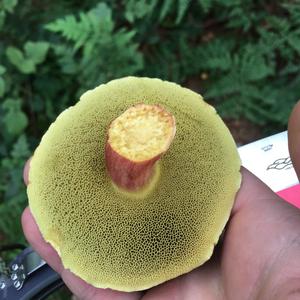 Red-cracked Bolete