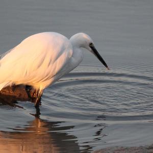 Little Egret