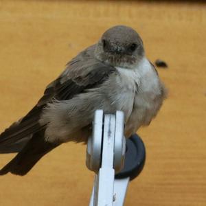 Eurasian Crag-martin