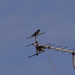 Barn Swallow