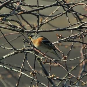 Brambling