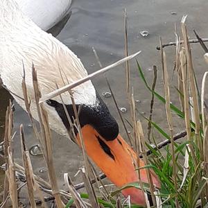 Mute Swan