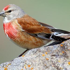 Eurasian Linnet