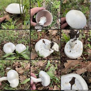 Spring Agaric