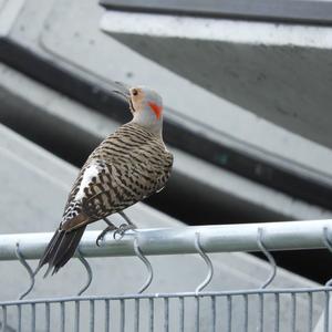 Northern Flicker