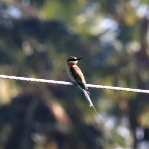 Blue-tailed Bee-eater