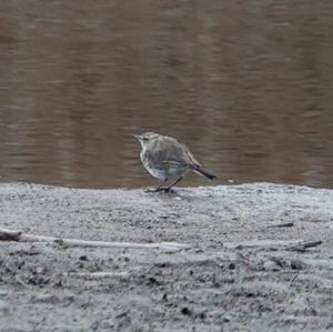 Water Pipit